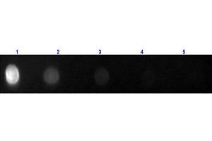 Dot Blot (DB) image for Goat anti-Rat IgG (Heavy & Light Chain) antibody (FITC) - Preadsorbed (ABIN965380)