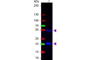 Western Blot of Rabbit anti-Goat IgG Atto488 Conjugated Antibody. (Lapin anti-Chévre IgG (Heavy & Light Chain) Anticorps (Atto 488) - Preadsorbed)