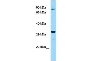 Host: Rabbit Target Name: Impa2 Sample Type: Mouse Testis lysates Antibody Dilution: 1. (IMPA2 anticorps  (C-Term))
