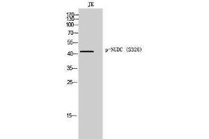 Western Blotting (WB) image for anti-NUDC (pSer326) antibody (ABIN3182705) (NUDC anticorps  (pSer326))