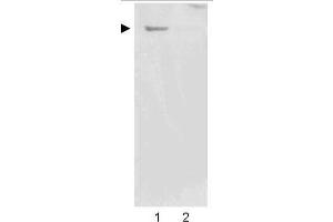 Western blot using  Affinity Purified anti-Nestin antibody shows detection of a band ~220 kDa corresponding to human Nestin (arrowhead).