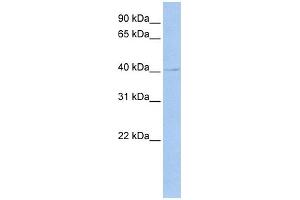 WB Suggested Anti-TEAD4 Antibody Titration: 0. (TEAD4 anticorps  (Middle Region))