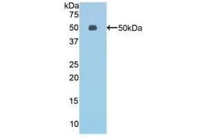 Detection of Recombinant ESM1, Mouse using Polyclonal Antibody to Endothelial Cell Specific Molecule 1 (ESM1) (ESM1 anticorps  (AA 22-184))