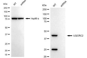 Western blotting analysis using UQCRC2 antibody (ABIN7800703). (Recombinant UQCRC2 anticorps)
