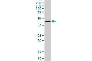 GTF2H4 MaxPab polyclonal antibody.
