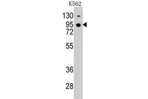 Western blot analysis of CDH7 polyclonal antibody  in K-562 cell line lysates (35 ug/lane). (Cadherin 7 anticorps  (N-Term))