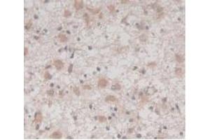 Figure. (TMEM27 anticorps  (AA 17-137))