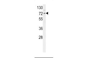 Western blot analysis of DNAJC2 Antibody (Center) (ABIN653841 and ABIN2843105) in mouse Neuro-2a cell line lysates (35 μg/lane).