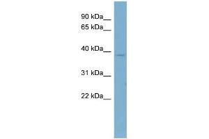 WB Suggested Anti-CAB39 Antibody Titration: 0. (CAB39 anticorps  (Middle Region))