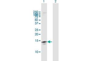 Western Blot analysis of LY6D expression in transfected 293T cell line by LY6D MaxPab polyclonal antibody. (LY6D anticorps  (AA 1-128))