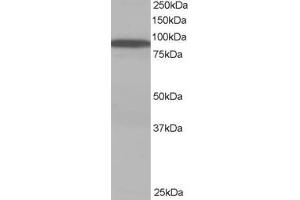 ABIN185182 staining (1 ug/ml) of Human Brain lysate (RIPA buffer, 35 ug total protein per lane).