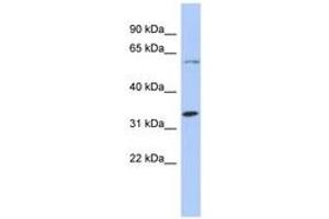Image no. 1 for anti-Zinc Finger Protein 8 (ZNF8) (N-Term) antibody (ABIN6742864) (ZNF8 anticorps  (N-Term))