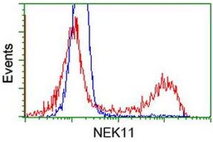 HEK293T cells transfected with either RC221953 overexpress plasmid (Red) or empty vector control plasmid (Blue) were immunostained by anti-NEK11 antibody (ABIN2453346), and then analyzed by flow cytometry.