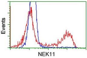 HEK293T cells transfected with either RC221953 overexpress plasmid (Red) or empty vector control plasmid (Blue) were immunostained by anti-NEK11 antibody (ABIN2453346), and then analyzed by flow cytometry. (NEK11 anticorps)