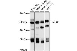 Western blot analysis of extracts of various cell lines, using KIF19 antibody (ABIN6132123, ABIN6142859, ABIN6142860 and ABIN6218018) at 1:3000 dilution. (KIF19 anticorps  (AA 1-300))