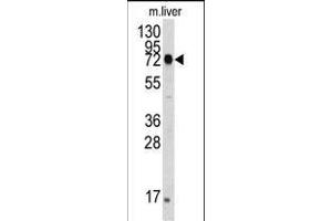 The anti-HS Pab (ABIN388133 and ABIN2846370) is used in Western blot to detect HS in mouse liver tissue lysate. (GRP78 anticorps)