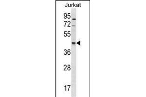 GDE1 Antibody (Center) (ABIN1538018 and ABIN2850097) western blot analysis in Jurkat cell line lysates (35 μg/lane). (GDE1 anticorps  (AA 192-219))