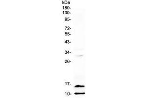 Western blot testing of rat spleen lysate with Pf4 antibody at 0. (PF4 anticorps)