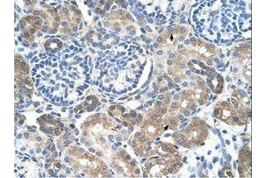 Image no. 1 for anti-Solute Carrier Family 38 Member 4 (SLC38A4) (AA 381-430) antibody (ABIN203468)