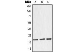 Western blot analysis of Nop30 expression in MCF7 (A), HeLa (B), mouse brain (C), rat brain (D) whole cell lysates. (NOL3 anticorps  (C-Term))