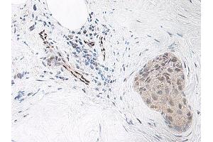 Image no. 1 for anti-Interleukin 33 (IL33) antibody (ABIN465633) (IL-33 anticorps)
