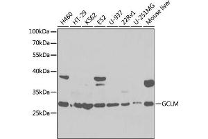Western blot analysis of extracts of various cell lines, using GCLM antibody (ABIN6131696, ABIN6141018, ABIN6141020 and ABIN6218184) at 1:1000 dilution. (GCLM anticorps  (AA 1-274))