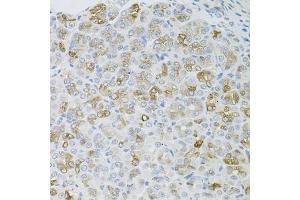Immunohistochemistry of paraffin-embedded mouse stomach using HPS1 antibody. (HPS1 anticorps)