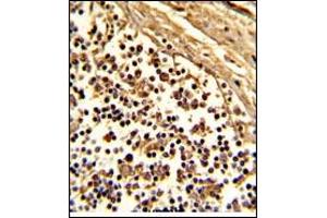 Image no. 3 for anti-CD33 (CD33) (AA 18-48), (N-Term) antibody (ABIN357141) (CD33 anticorps  (N-Term))