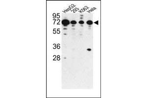 Western blot analysis of PHACTR2 antibody (N-term) (ABIN391910 and ABIN2841724) in HepG2, 293, K562 and Hela cell line lysates (35 μg/lane). (PHACTR2 anticorps  (N-Term))