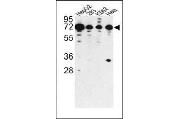 PHACTR2 anticorps  (N-Term)