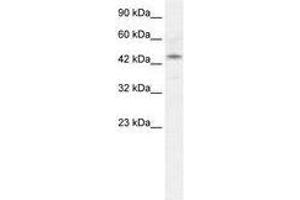 Image no. 1 for anti-Iroquois Homeobox Protein 2 (IRX2) (AA 263-312) antibody (ABIN202610) (IRX2 anticorps  (AA 263-312))