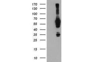 Western Blotting (WB) image for anti-N-Myristoyltransferase 2 (NMT2) antibody (ABIN1499785) (NMT2 anticorps)