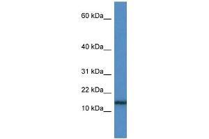 WB Suggested Anti-HIST1H3A Antibody Titration: 1. (HIST1H3A anticorps  (N-Term))