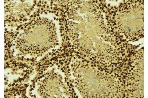 ABIN6275319 at 1/100 staining Mouse testis tissue by IHC-P. (SARNP anticorps  (Internal Region))