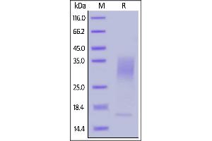 Biotinylated Human IL-13, His,Avitag on  under reducing (R) condition.
