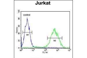 Flow cytometric analysis of Jurkat cells (right histogram) compared to a negative control cell (left histogram). (PRUNE anticorps  (C-Term))