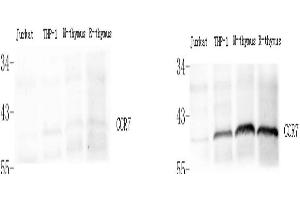 Western Blot analysis of various samples using control peptide antigen (left) and CCR7 Polyclonal Antibody at dilution of 1:800(right). (CCR7 anticorps)