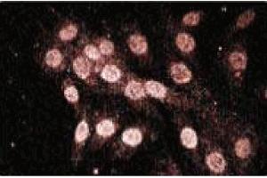 Immunofluorescence staining of L6 cells (Rat skeletal muscle myoblasts, ATCC CRL-1458). (NLRP2 anticorps  (AA 620-732))