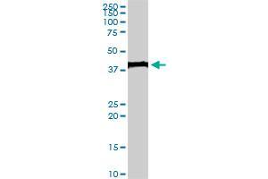 EVX1 monoclonal antibody (M07), clone 1B7.