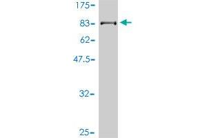 Western Blot detection against Immunogen (71.