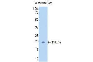 Western Blotting (WB) image for anti-Lactotransferrin (LTF) (AA 64-193) antibody (ABIN1859721)