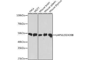 Western blot analysis of extracts of various cell lines, using U/DDX39B Rabbit mAb (ABIN7266696) at 1:1000 dilution.