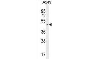 Western Blotting (WB) image for anti-SRY (Sex Determining Region Y)-Box 3 (SOX3) antibody (ABIN2996519)