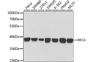 Western blot analysis of extracts of various cell lines using RFC4 Polyclonal Antibody at dilution of 1:1000. (RFC4 anticorps)