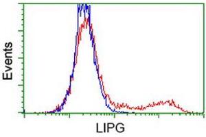 Flow Cytometry (FACS) image for anti-Lipase, Endothelial (LIPG) antibody (ABIN1499173) (LIPG anticorps)