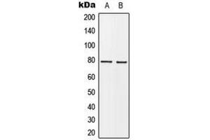 Western blot analysis of BARD1 expression in MCF7 (A), HeLa (B) whole cell lysates. (BARD1 anticorps  (N-Term))