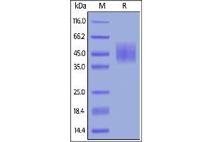 Cynomolgus DNAM-1, His Tag on  under reducing (R) condition.