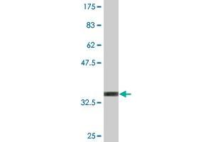 Western Blot detection against Immunogen (35. (MAPKSP1 anticorps  (AA 1-87))