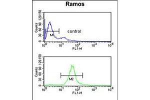 Flow cytometric analysis of Ramos cells (bottom histogram) compared to a negative control cell (top histogram). (B3GALT6 anticorps  (C-Term))