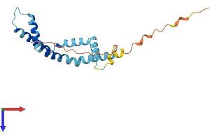 AlphaFold protein structure predicition of Mouse Recombinant Bod1 Protein, UniprotID Q5SQY2